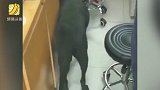 搜救犬去看病搜出冬眠小乌龟：多多少少有点儿职业病