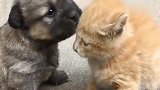 友善的狗子竟然被小猫打哭了