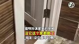 猫咪扮演家里的保姆，没它这个家都散了