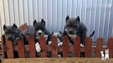 还是小恶霸犬可爱，网友：一看这表情就是纯种的