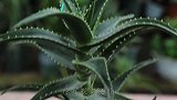 养芦荟，3种水肥换着用，叶子肥厚，药性更强