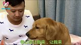 主人让金毛找地方给它拍照，金毛转眼溜进女厕所，主人你是不是虎