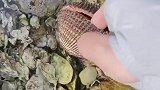 第一次听蚌的叫声，原来是这样