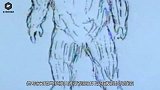 国外找到“雪人”尸体！是这副模样，价值1000万美金