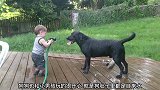狗狗喝这么多水会不会拉稀，小宝贝还在继续喂它喝水