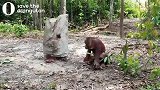 什么叫愚蠢,这只猴子完美的诠释了什么叫愚蠢!