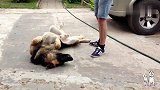 狗生不易全靠演技，狗子“碰瓷”躺在路中间一动不动