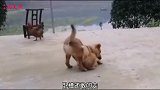 搞笑配音集锦 狗子: 我就来收个租金，怎么还跟我干上了