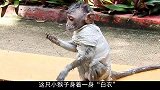 “白衣”小猴行为异常，走近一看当场怒了！