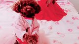 奶茶抢镜头来了