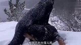 这只猫应该看过二人转，你看它都学会飞眼了