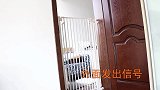 来去自如的狸花猫，想用一扇门挡住她，实在是想太多了