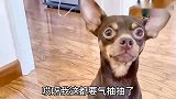 铲屎官有点头疼，小鹿犬立马让主人吃完药去休息，这狗成精了