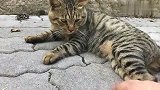 偶遇一只流浪的狸花猫，见人就露肚皮，这是要求“包养”吗