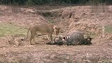 母狮闯入其它狮子的领地，两头雄狮马上攻击