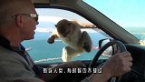 无恶不作的猴子，落到科莫多巨蜥手里，直接被“爆头生吞”！