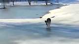 狗狗在冰上奔跑刹不住车，主人要笑炸了