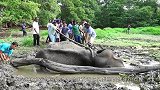大象掉入淤泥中，好心村民经长达10小时的救助，最后感到悲痛