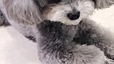 家里最厉害的