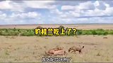 豹桂兰好不容易抓到一头羚羊，结果鬣狗又来抢，确实是打工豹