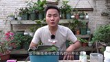睡莲被蚊子“占据”了怎么办？加上一滴“猛料”，直接团灭