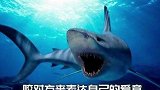 原来你是这样的小动物！