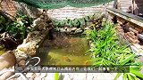 自家院子造鱼池，真享受！起初我妈还不同意，现在直夸我有想法