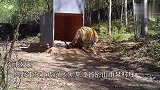 重回山林！进村东北虎成功放归自然