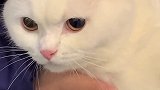 给大家看看一只绝育公猫最后的倔强   猫绝育  萌宠嘉年华 猫咪怀孕