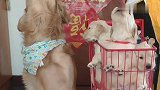 金毛和孩子配合主人唱歌，太默契了