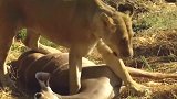 狮子攻击水牛，狮子战斗到生命最后一刻！死的很有尊严