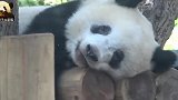 熊猫香香和妈妈睡个觉都不忘时刻保持微笑，好治愈的画面