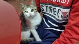 会撒娇的小猫咪，真是黏人的小妖精