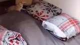 意不意外猫咪版蹦床~