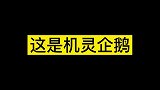 这四类可爱小动物，你最喜欢哪一个小火龙能有什么坏心思呢