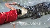 男子徒手挑战蒙眼鳄鱼，鳄鱼回头一击，危险发生
