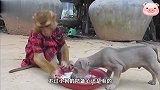 主人不在家，猴子便负责照顾小狗狗，每天的口粮都是猴子一手准备