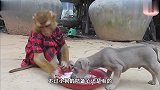主人不在家，猴子便负责照顾小狗狗，每天的口粮都是猴子一手准备