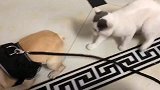 猫咪：你是欠揍了吧，再瞅我一下试试，斗牛犬：看看还不行了啊！