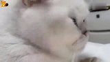 猫咪：烦死了，总吃东西，能不能好好看电视了？