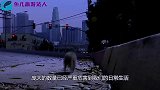 70万老鼠称霸英国小岛，每年杀死百万海鸟，网友空投猫都没用