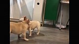 斗牛犬：敌不动我不动！敌一动我就乱七八糟的动！