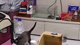 猫：你给我在鱼缸里呆好吧，有我在你别想出来！