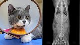 猫咪状态疑似绝症，主人慌忙带去医院检查，医生：肚里都是大便！