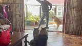 大家都是狗，你咋恁狗呢