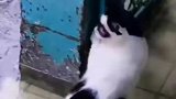 小姐姐捡到一只流浪猫，回家后和家里猫咪生了两只娃
