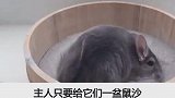 龙猫怎样洗澡。