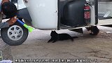 流浪猫背后出现一只尖叫鸡，休息的好好的就被吓跑了