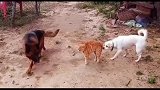 不愧是大橘猫，一猫战俩狗，还胜了