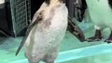 起猛了看见企鹅穿鞋